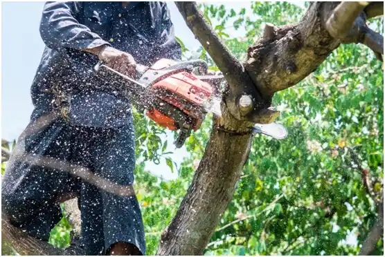 tree services Beaver Falls